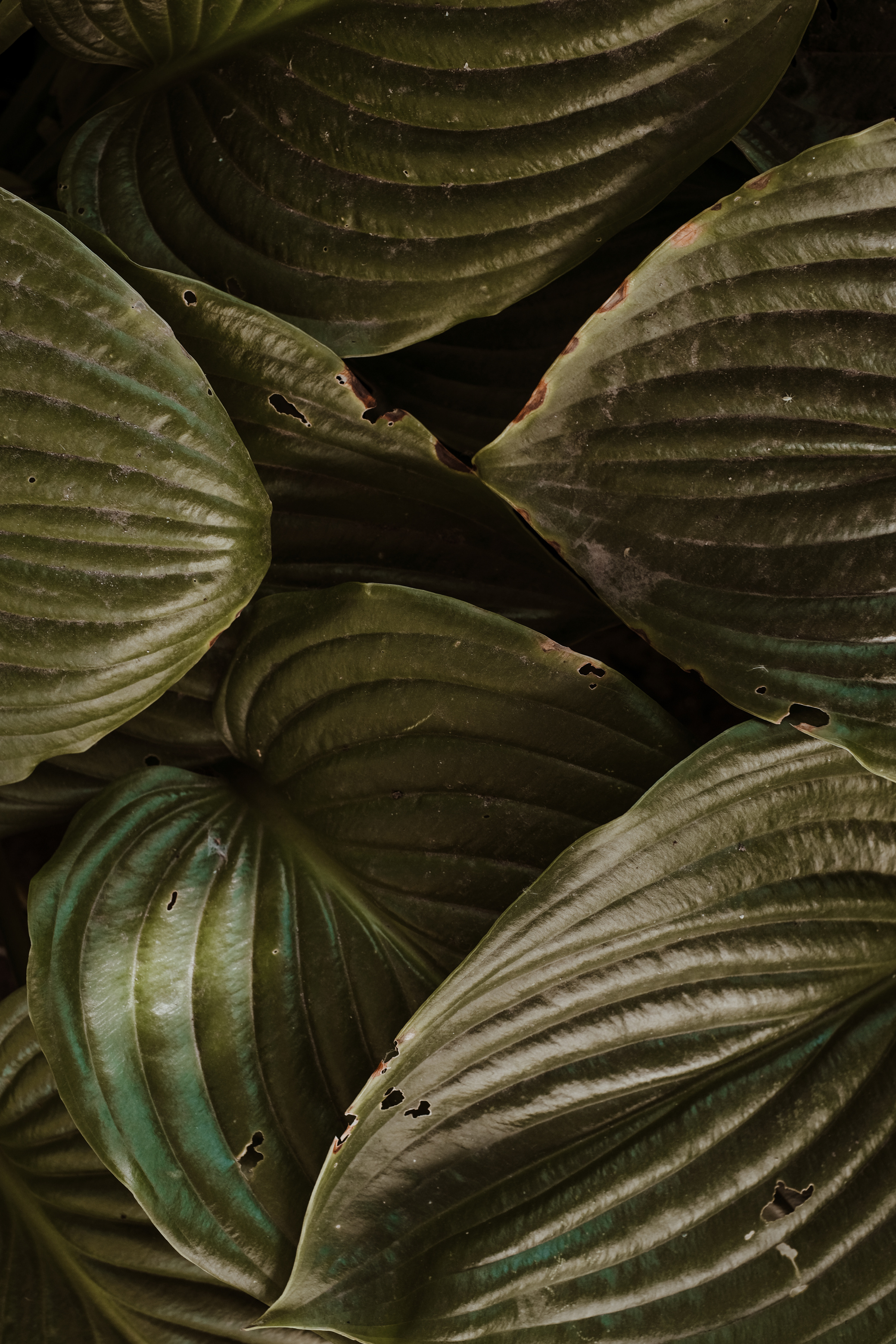 moody plants with vein